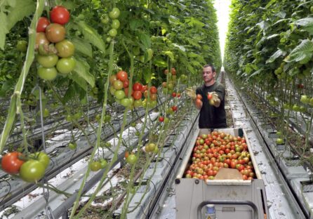 Передові технології в сільському господарстві Нідерланд – як можливість нагодувати цілий світ