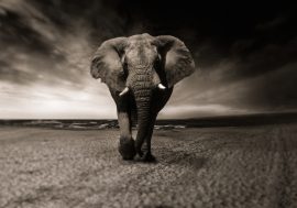 Правила слонів: 5 кроків до прогресу в житті та роботі