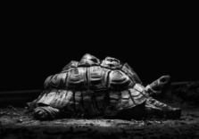 Найповільніші сучасні мови програмування: Perl, PHP, Python та Ruby