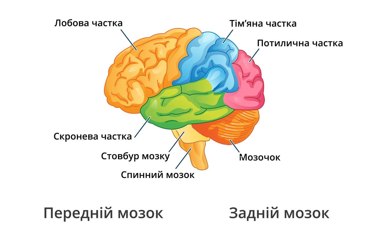 Емоційне вигорання через призму нейропсихології: як зарядити кожну частину мозку та протистояти вигоранню - home-top, community, porady, news, vid-avtoriv